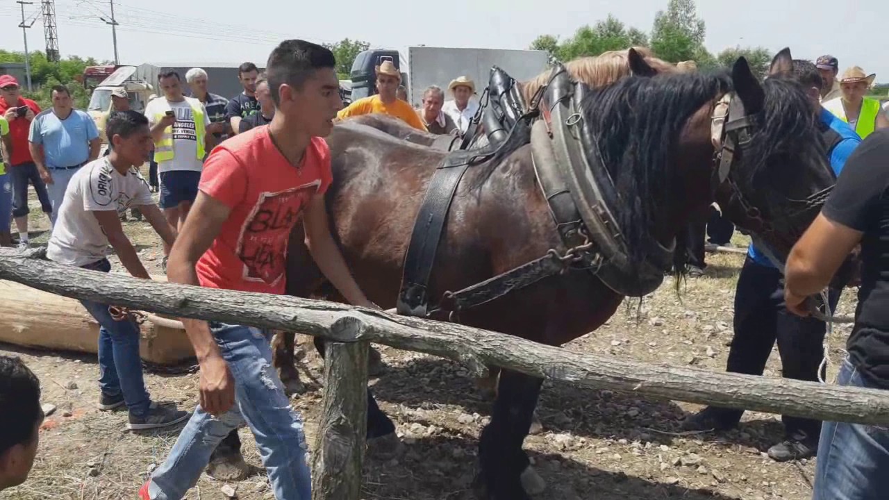 Štraparijada Paklenica 04.06.2017. - start svih konja