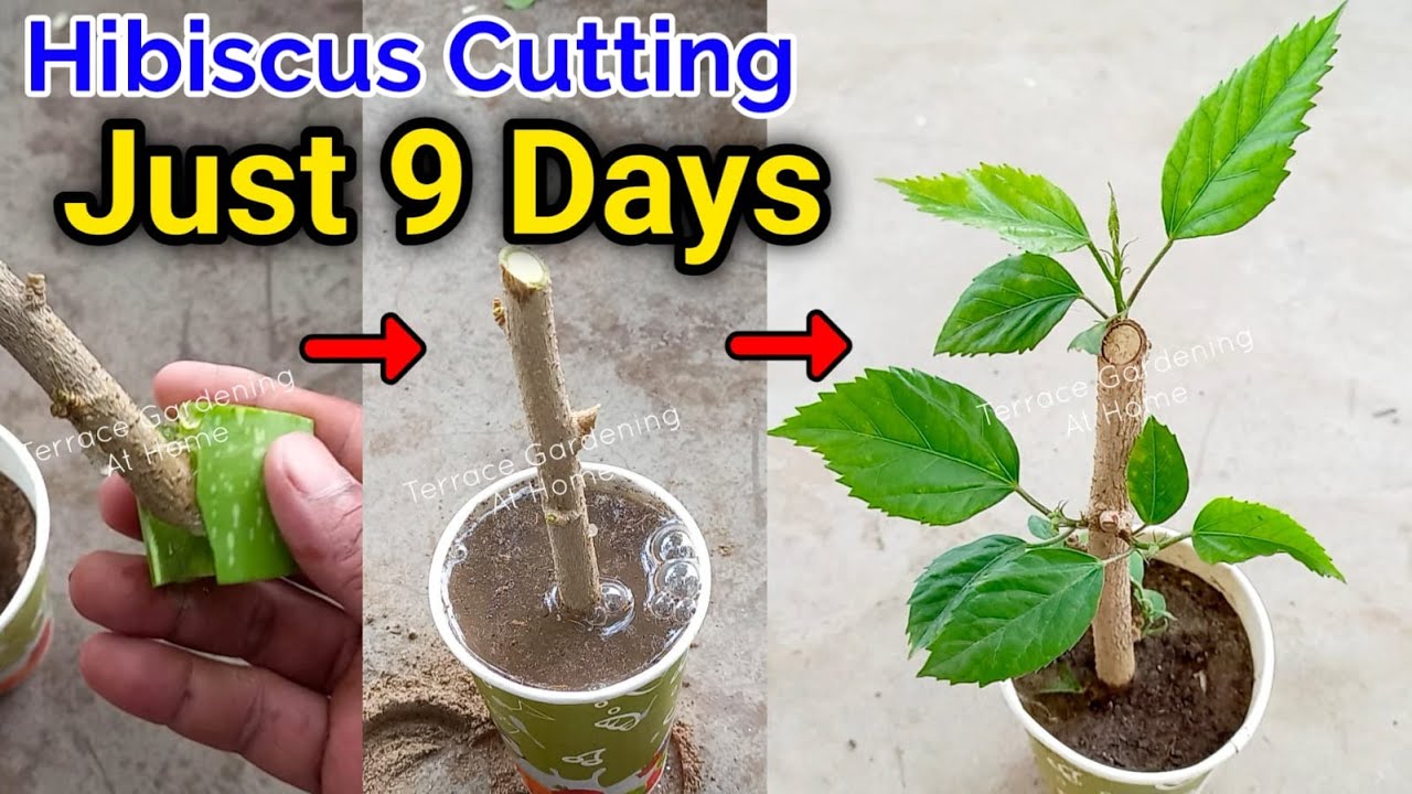 Hibiscus Cutting in 9 day's Root Update | Propagate Hibiscus Cutting At Home | How To Grow Hibiscus