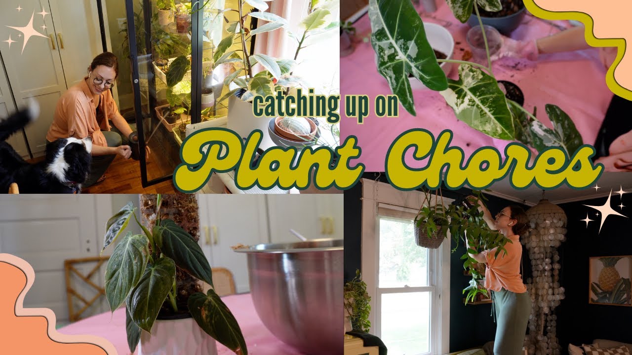 Getting Back on track with my inside plant chores! watering, propagations, repotting & moss poles