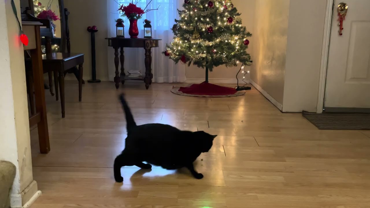 Orion loves the chase for treats