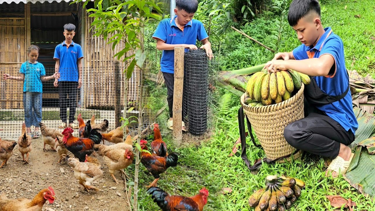 The orphan boy. Harvested bananas to sell and then bought nets to fence around the house.