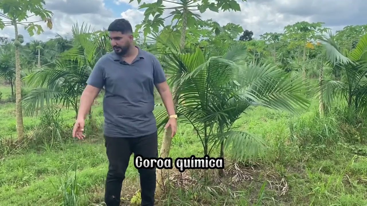 A prova de que o consórcio Açaí e Mamão dá certo! Só dica top!