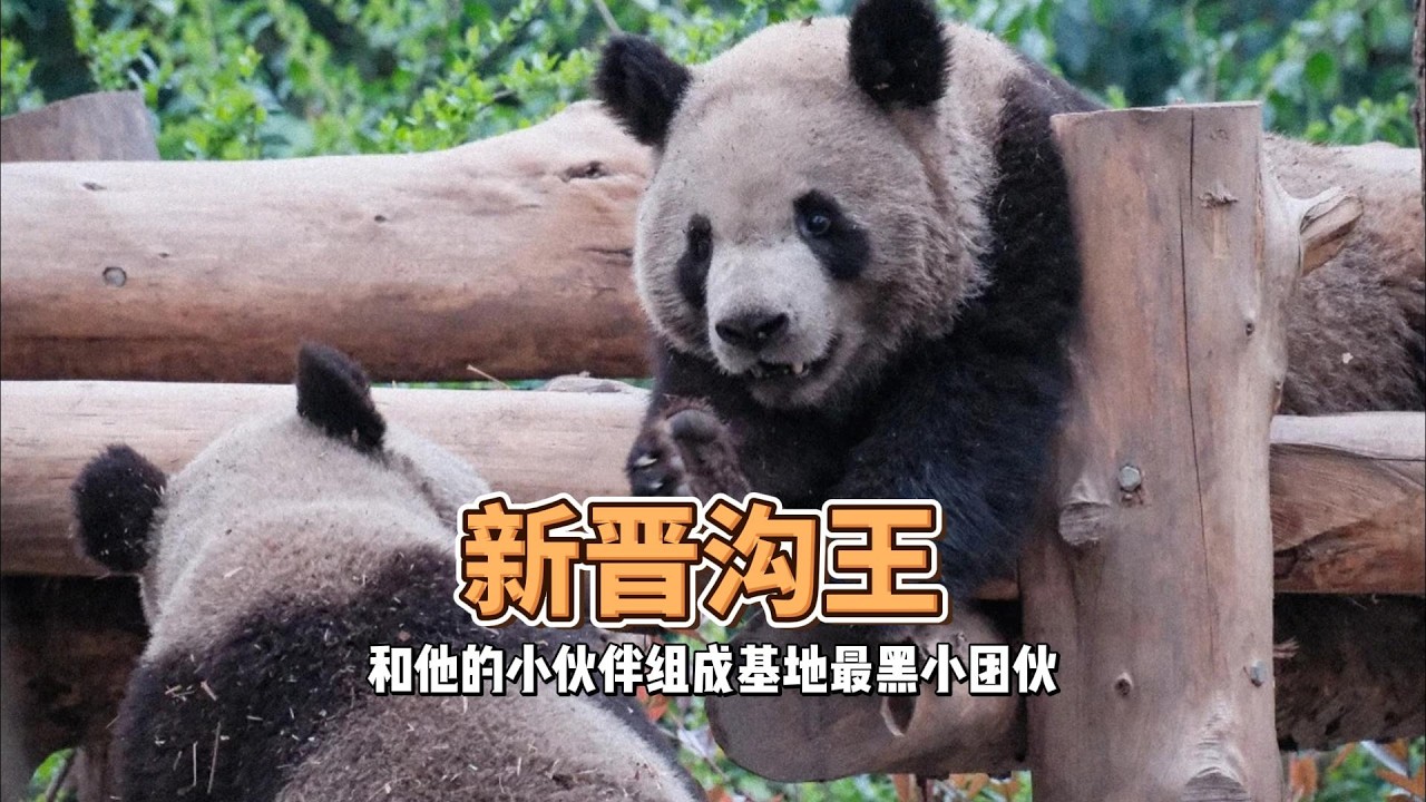 新晋沟王雅致和香山、北香果、蓉烁天天挖煤打闹，脏得统一快乐的统一，热闹到停不下来