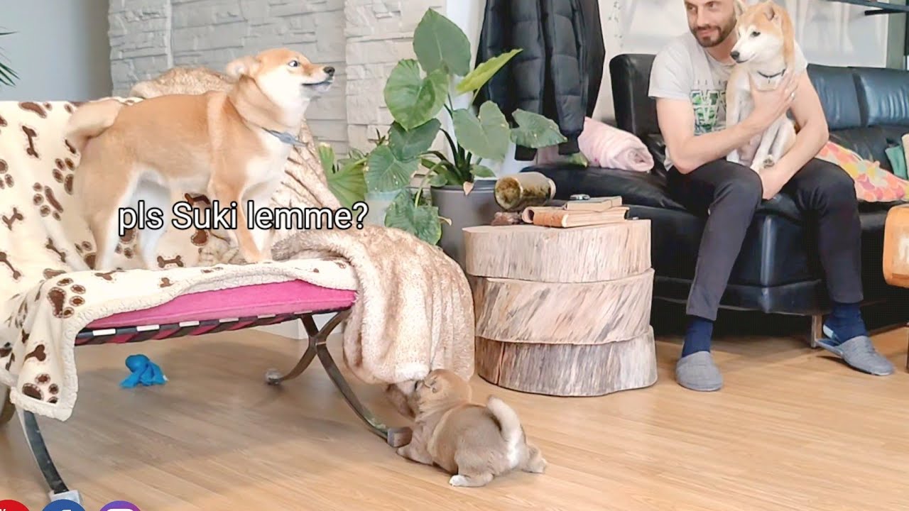 Raya Seeks Approval from Suki to Play with the Puppies in the Most Adorable Way 😭💔
