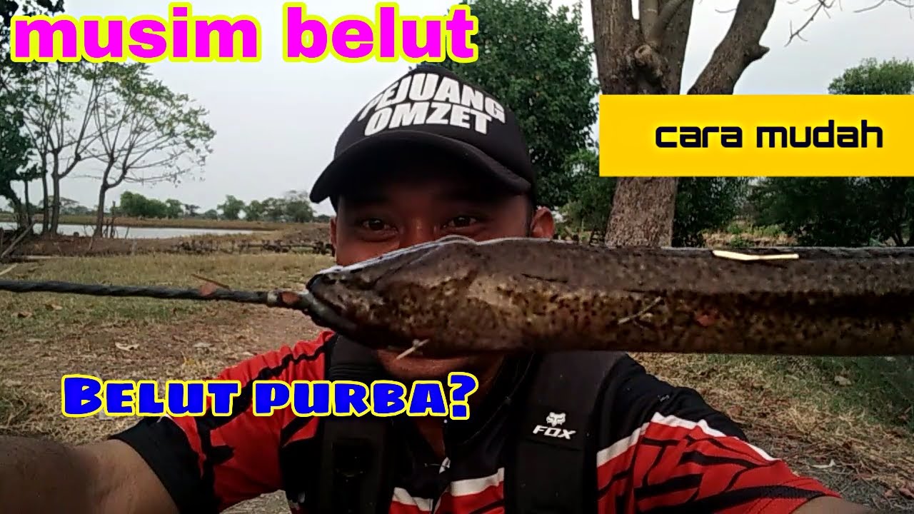 Cara Mancing Belut Besar Pakai Joran Di Tambak Sidoarjo,