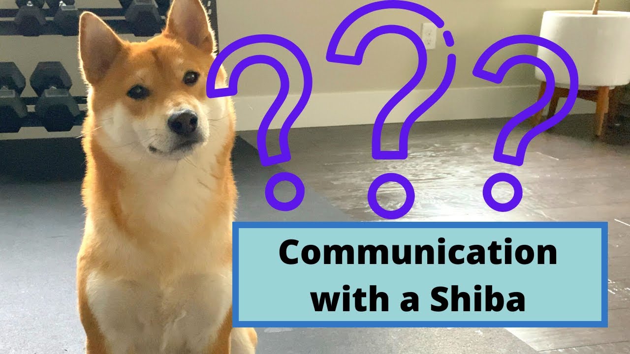 A Deep Conversation with my Dog | Jimmy the Shiba