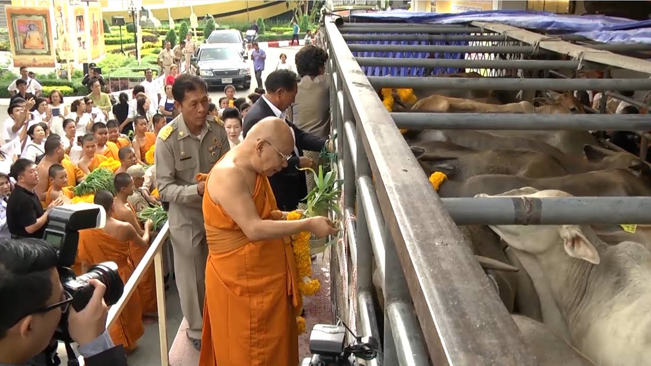 08 พิธีทำบุญไถ่ชีวิตโค กระบือ - งานทำบุญอายุวัฒนมงคล ๘๐ ปี พระพรหมวชิรญาณ