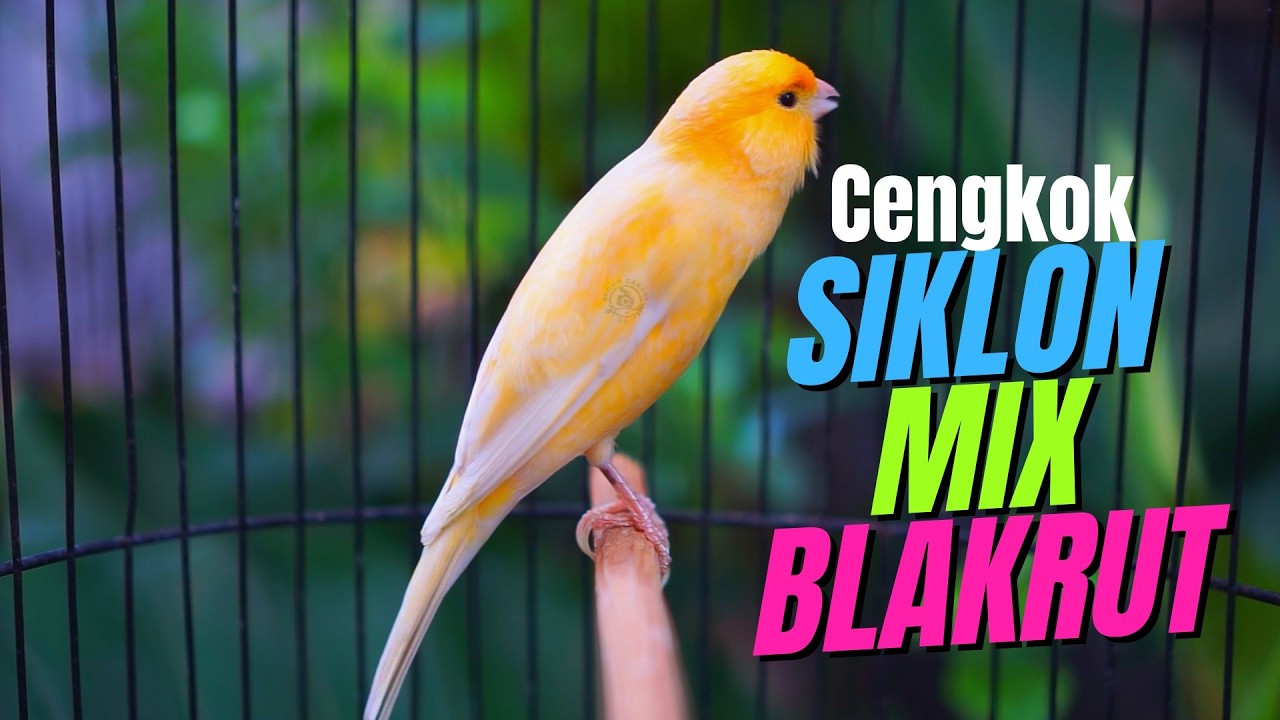 JAGONYA BIKIN CENGKOK ISIAN JUARA - MASTERAN KENARI ISIAN BLACKTHROAT DAN SIKLON GACOR GACOR
