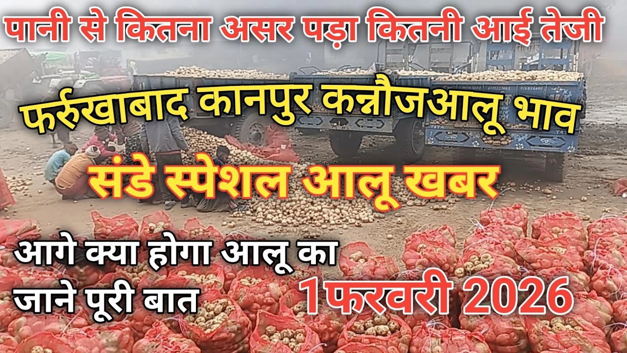 1फरवरी 2026फर्रुखाबाद कन्नौज कानपुर आलू भाव संडेस्पेशल बारिश के बाद क्या होगा आलू भाव potato rate