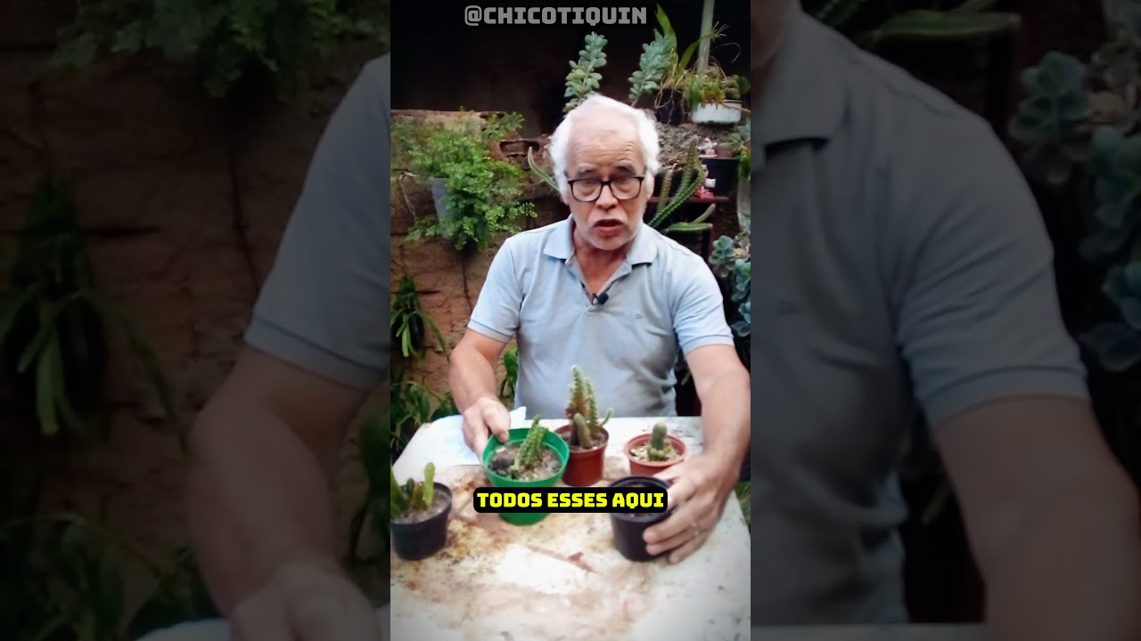Guia Definitivo para Cuidar de Cactos: Luz Plena!