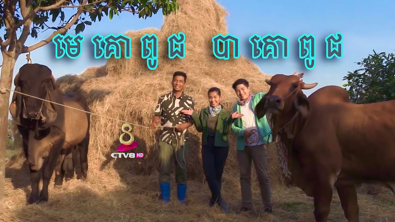 កសិករកាន់តែចំណេញគួរចិញ្ចឹមមេគោពូជ បាគោពូជដោយខ្លួនឯង