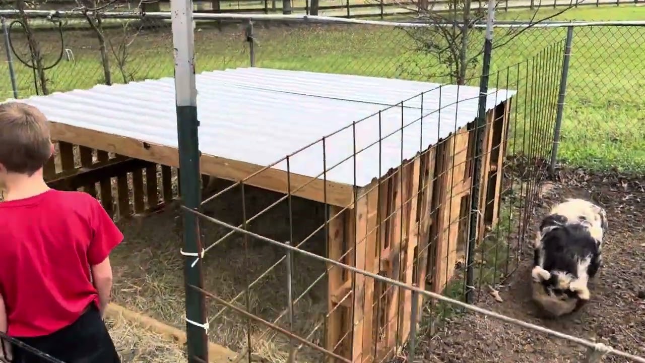 Pallet pig house/pen build. Kunekune piglets born unexpectedly.