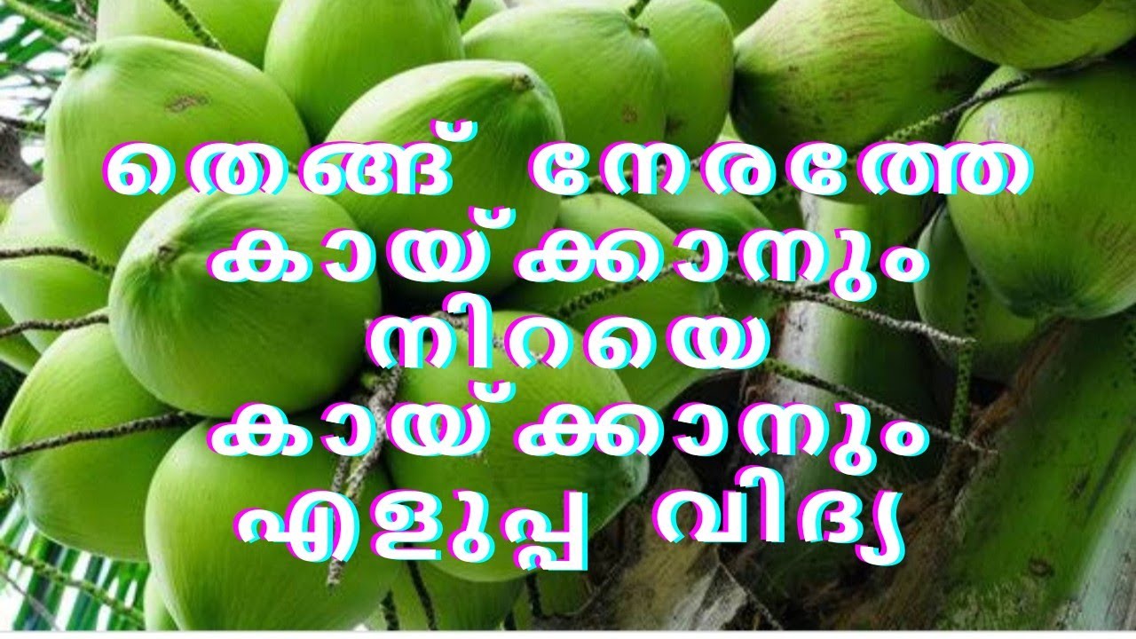 തെങ്ങ് കായ്ക്കാൻ വൈകുന്നതും നിറയെ കായ്ക്കാത്തതും ഇനി ഒരു പ്രശ്നമാകില്ല. #  coconut to yield better