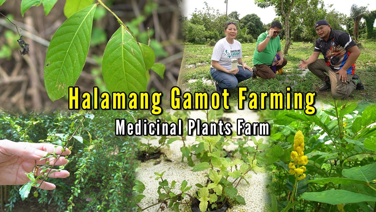 Halamang Gamot Farming - Medicinal Plants Farm