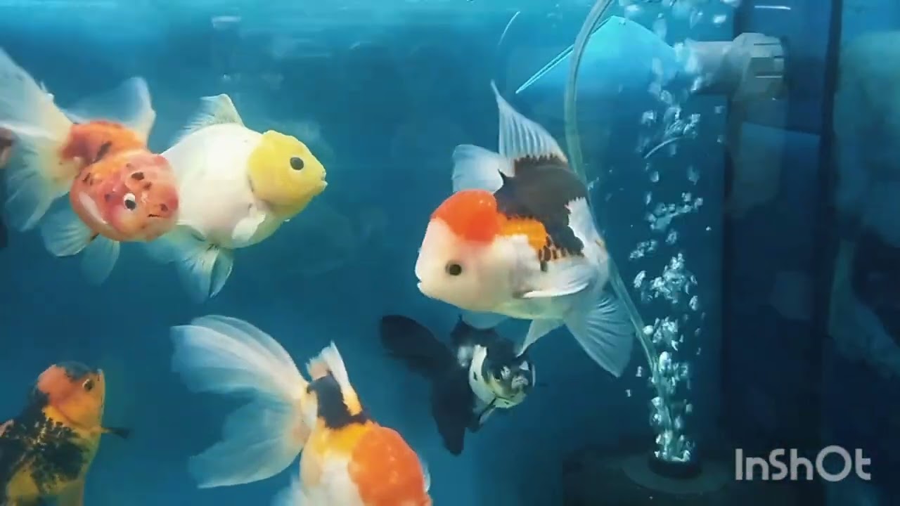 YENİ ORANDALARİMİZ GELDİİİİ #goldfish #keşfet #oranda #pets #aquarium #aquariumfish #fish #fyp #izle
