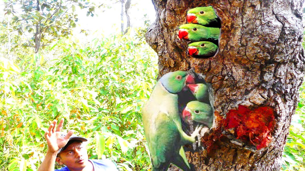 Catch a baby parrot in  a tree
