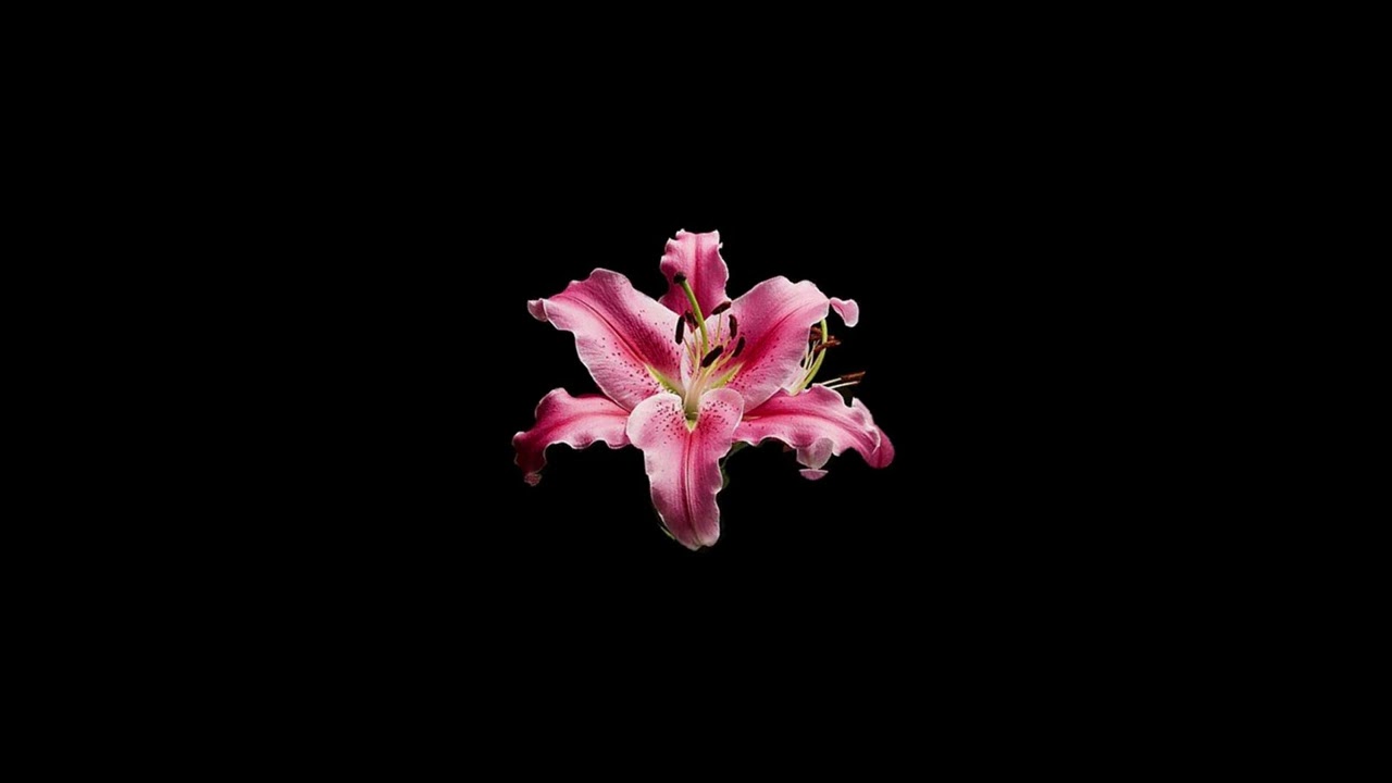 Francisko - Dead Lilies ft. Hitori