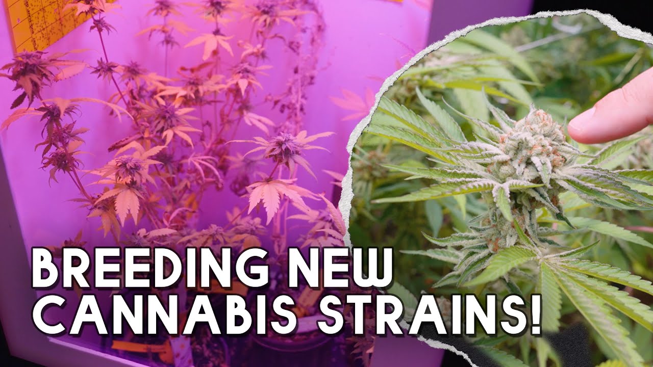 Cannabis Breeding Secrets &ndash; How New Strains Are Developed at This Aussie  Cannabis Farm