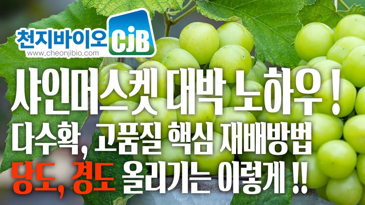 샤인머스켓 다수확, 고품질 재배 당도, 경도 올리기 노하우 비료강의