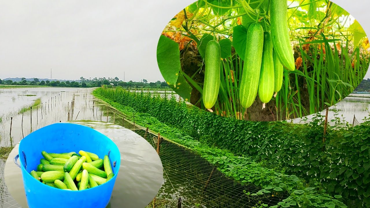 আমার সমন্বিত খামার থেকে শষা তুললাম 🥒🌱🐄🐟 