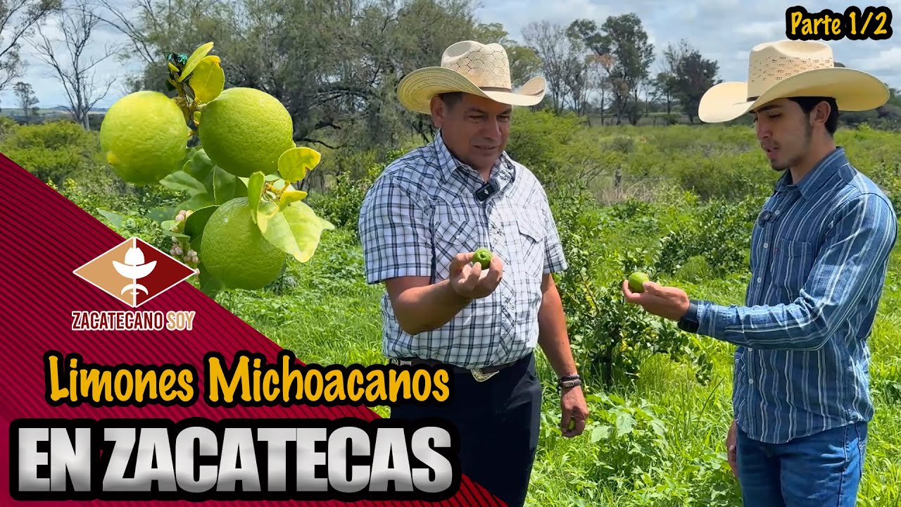 LIMONES ZACATECANOS traídos desde Michoacán