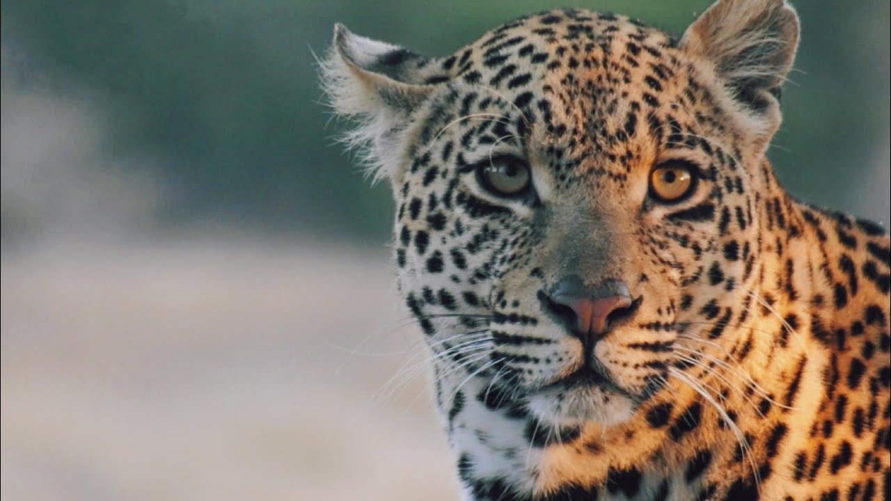 Leopard Documentary.