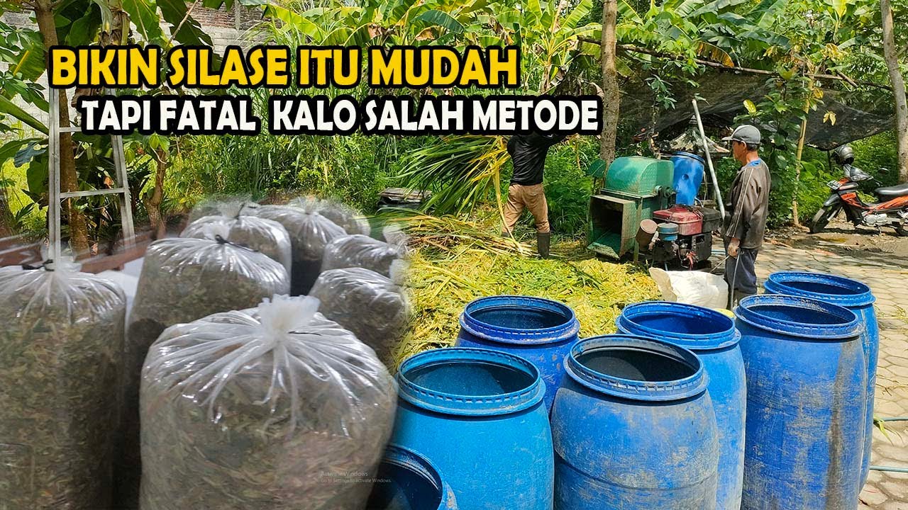 KUNCI SUKSES BIKIN SILASE, Pemula wajib tahu agar tidak salah Metode