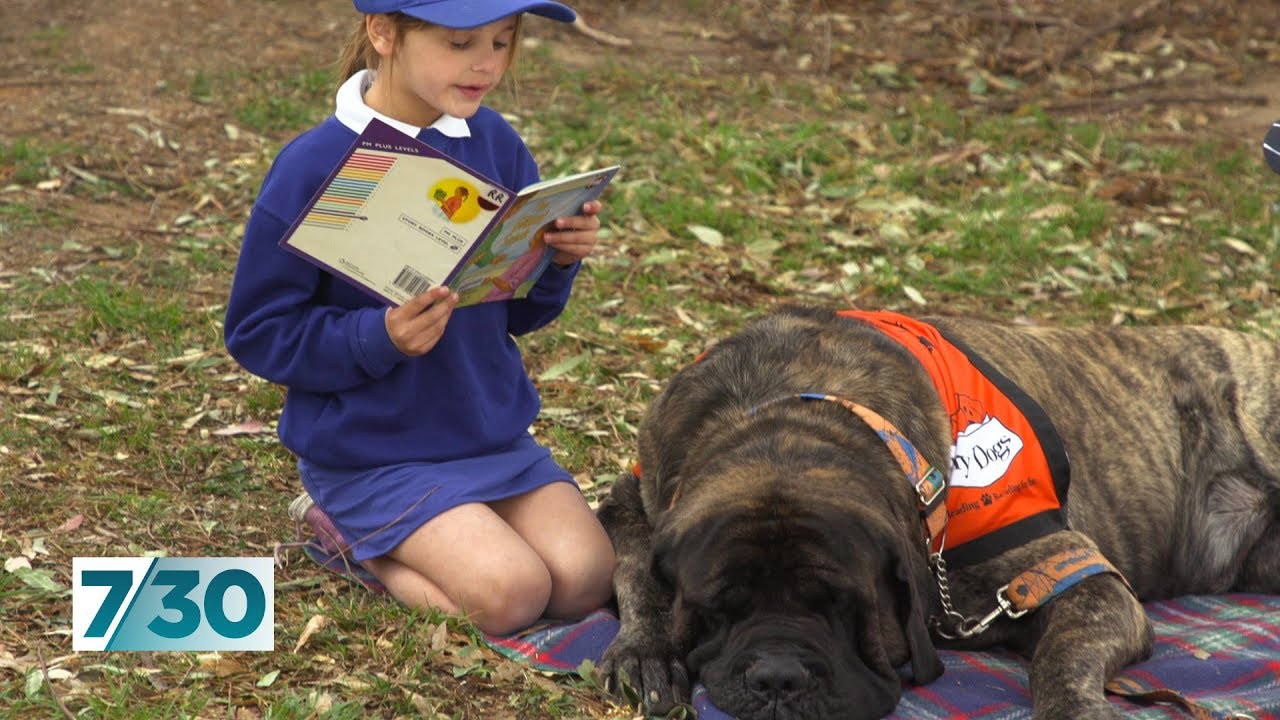 Meet Baron, the story dog helping school kids to read | 7.30