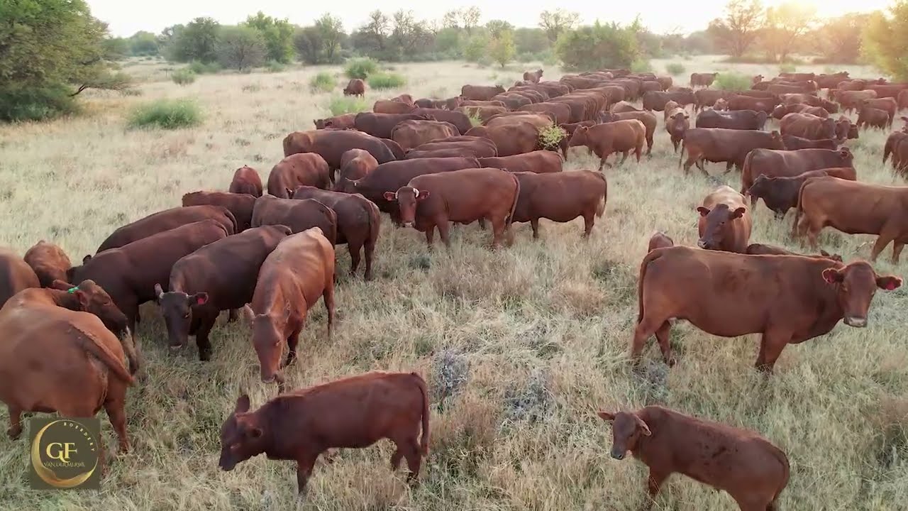 GF Boerdery – Showcasing Excellence in Cattle Production