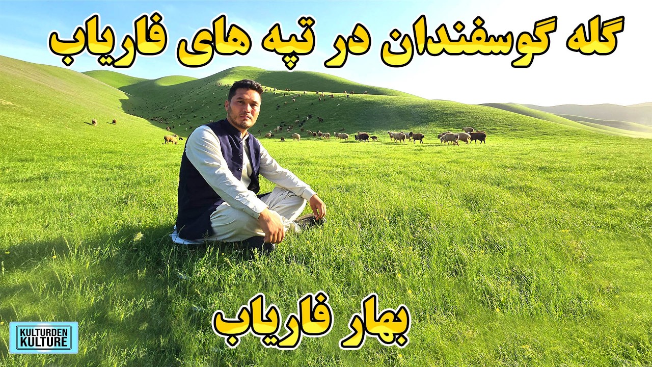 گله گوسفندان در تپه های زیبای فاریاب| رمه گوسفندان دردشتهای فاریاب |  Spring in Faryab Afghanistan