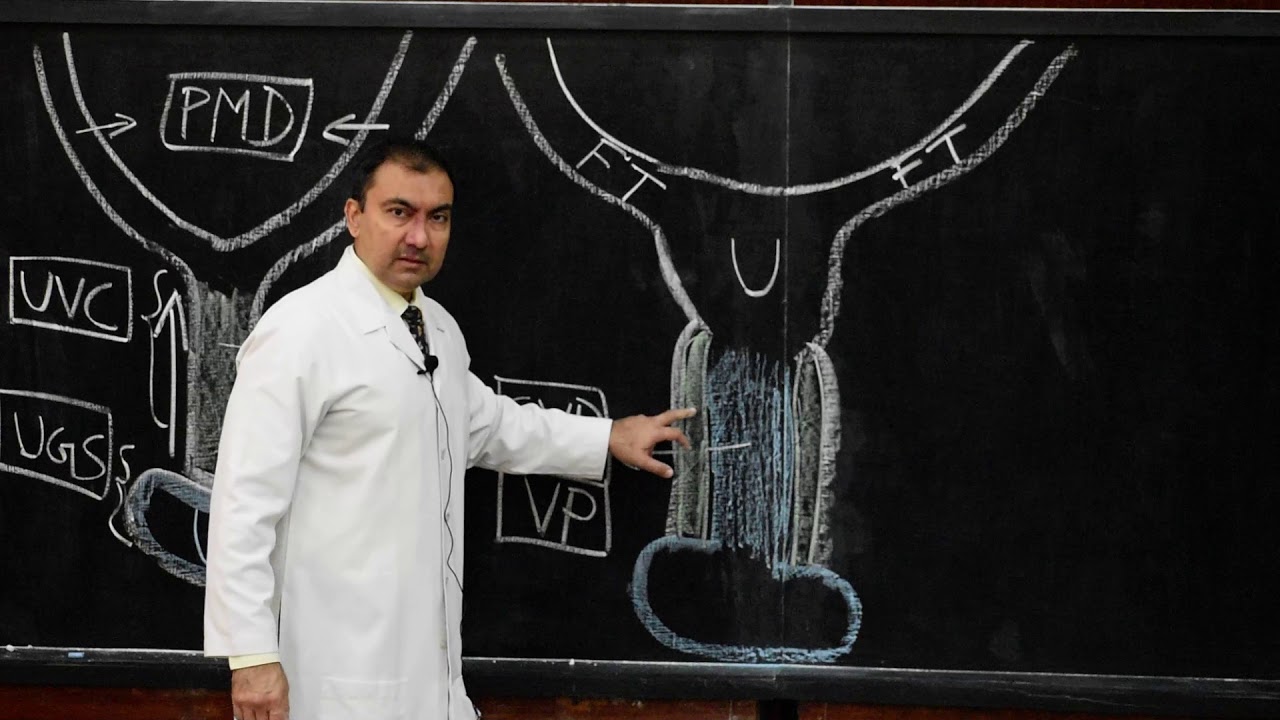 Development of Vagina