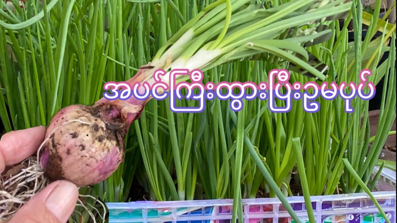 ၁၄  . ရက်နဲ့စိုက်ထားတဲ့ကြက်သွန်ပင်ကိုဟင်းထုပ်လေးလုပ်စားမယ်