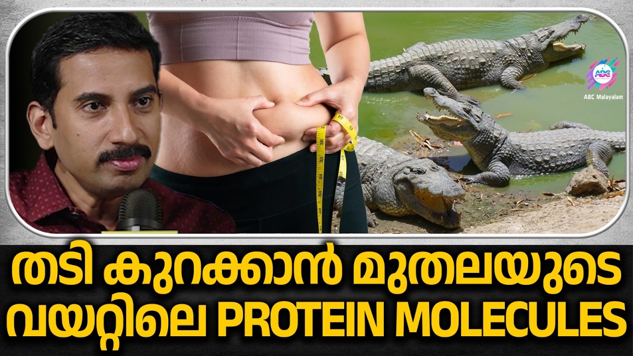 തടി കുറക്കാൻ മുതലയുടെ വയറ്റിലെ PROTEIN മോളിക്യൂൾസ് | ABC MALAYALAM ORIGINALS