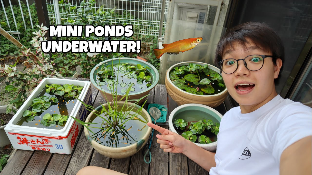 Underwater Footage of our MINI PONDS! Japanese Medaka Ricefish Patio Ponds