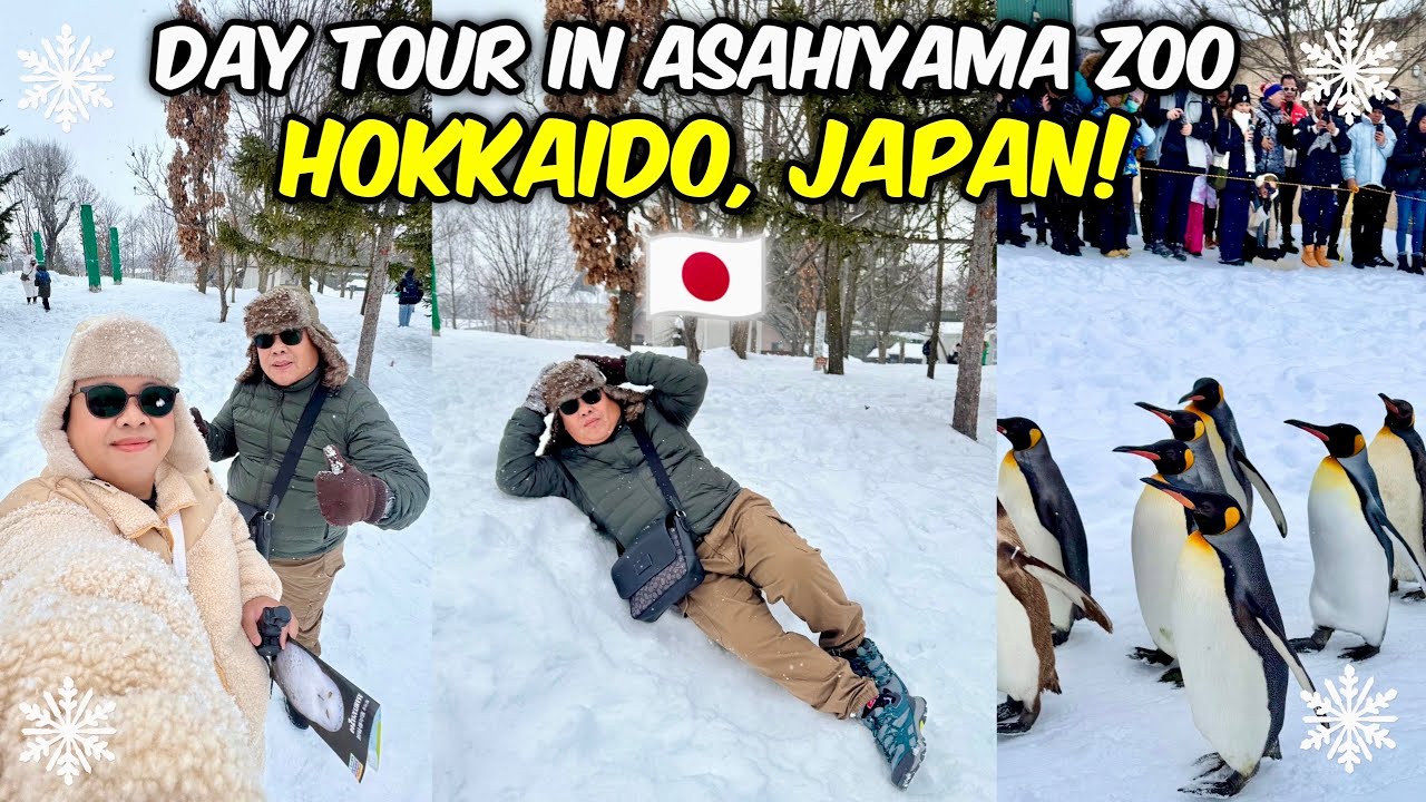 Asahiyama Zoo Day Tour! The famous Penguin Walk + Shirogane Blue Pond! 🇯🇵❄️🌨️