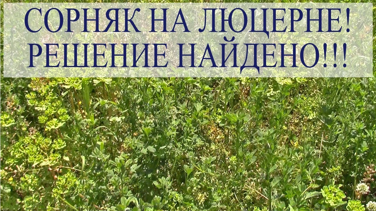 СОРНЯК на ЛЮЦЕРНЕ! РЕШЕНИЕ НАЙДЕНО!