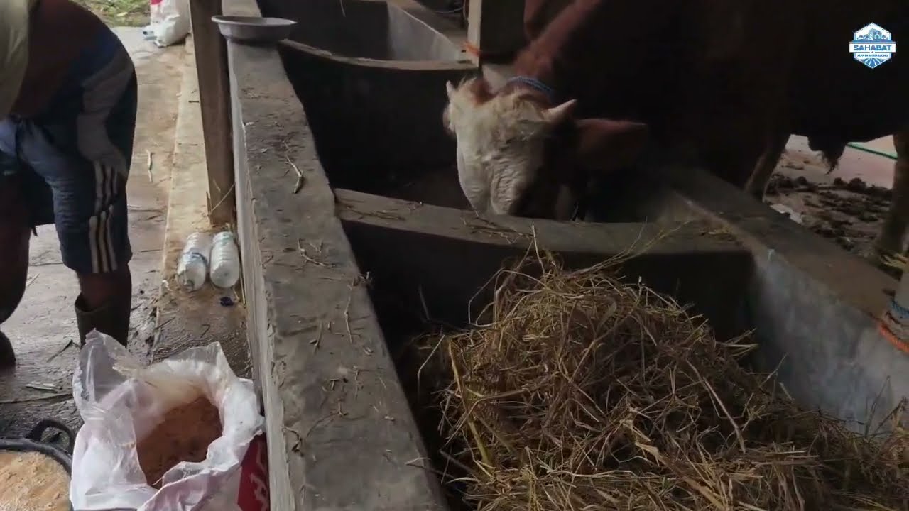COMBORAN SAPI ,KANDANG ALFA FARM HARJONO 2026