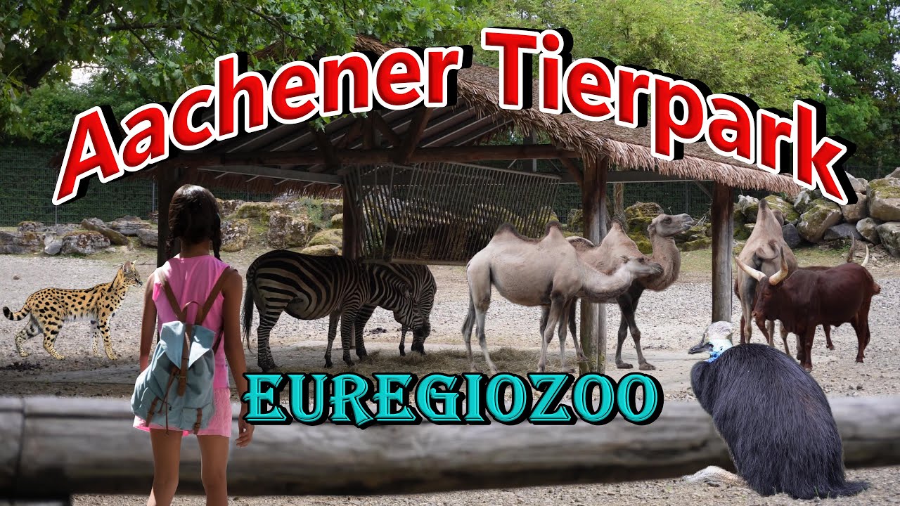 Откройте для себя Euregiozoo: захватывающий дух зоопарк Ахена
