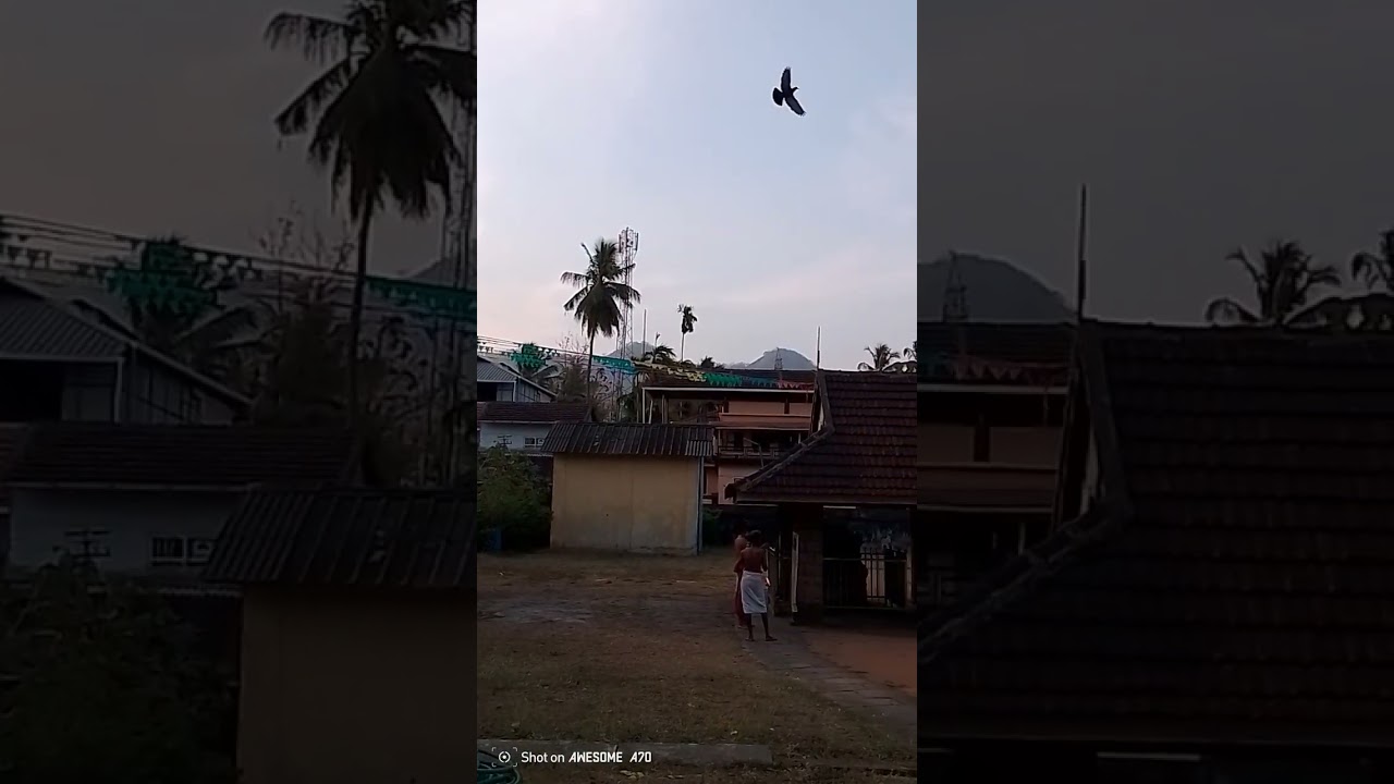 പ്രഭാത ശീവേലി എഴുന്നള്ളിപ്പ് കണ്ട് തൊഴാം 
