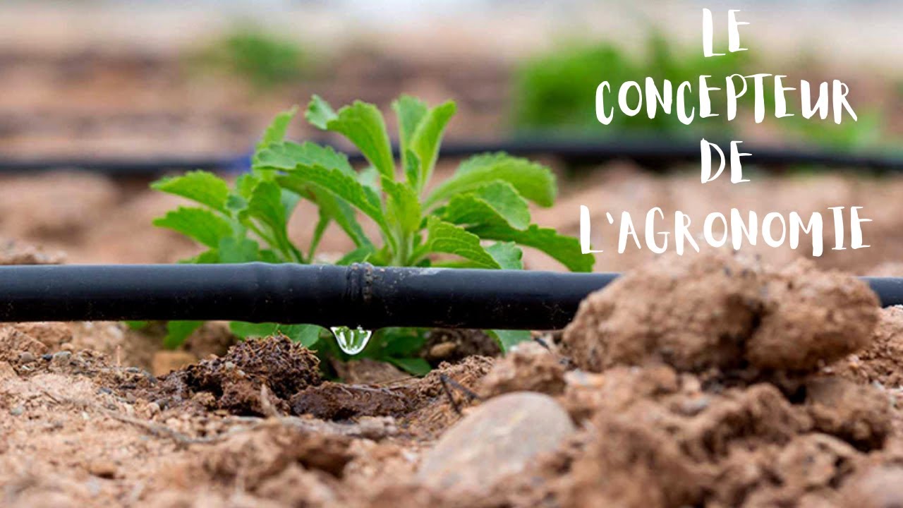 Le concepteur de l'agronomie moderne : IBN AL AWAM