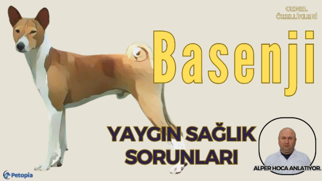 Basenji Irkı Yaygın Sağlık Sorunları