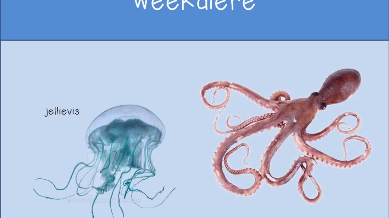 Graad R Weekdiere