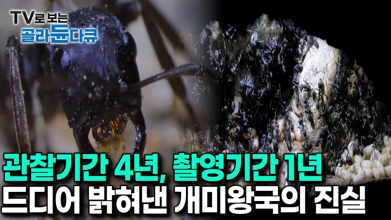 마치 한 편의 영화같다｜‘전쟁, 약탈, 기생 노예’까지 인간사회와 다를 게 없다는 개미왕국의 모든 것｜다큐프라임 - 비밀의 왕국｜#골라듄다큐