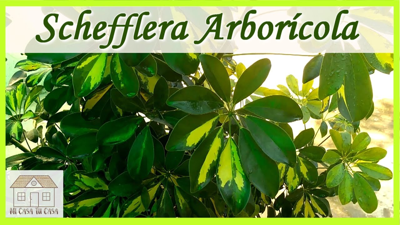 Aralia, Cheflera o Schefflera Arboricola, Cuidados | Aralia Planta | Cheflera Cuidados