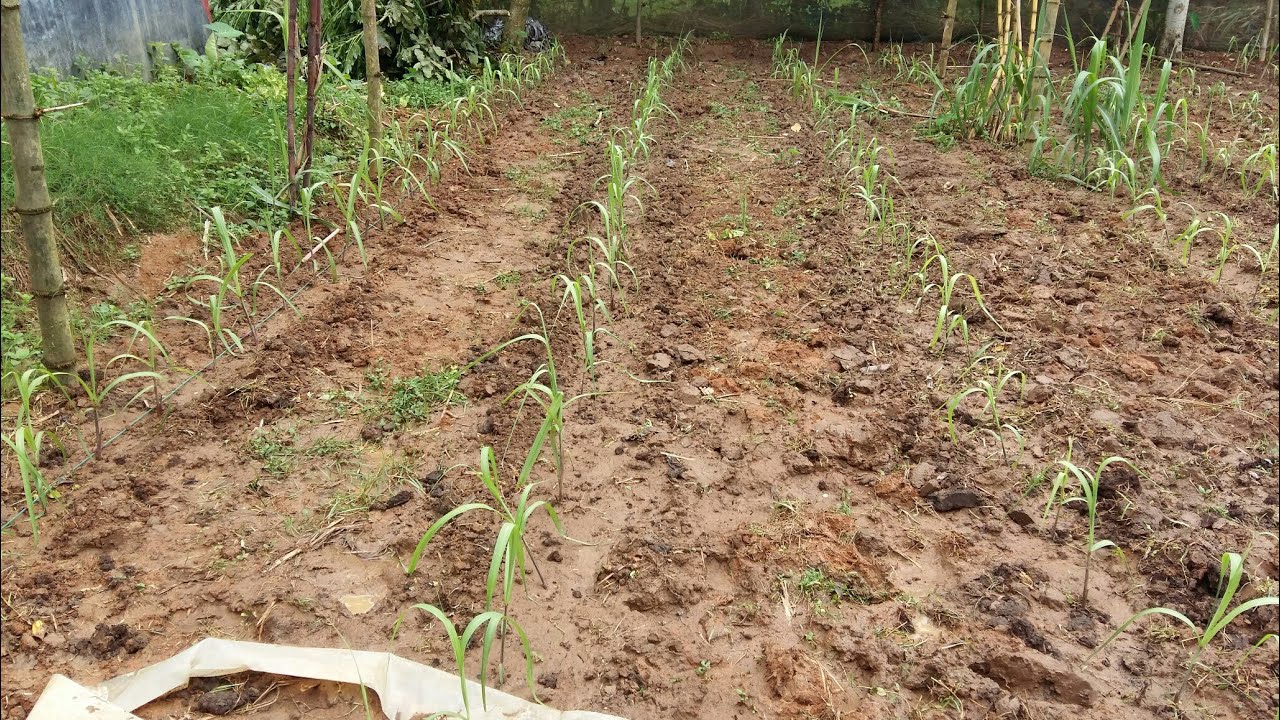আখের চারা কি ভাবে লাগাবেন। ফিলিপাইনি আখ। How to plant sugarcane seedlings