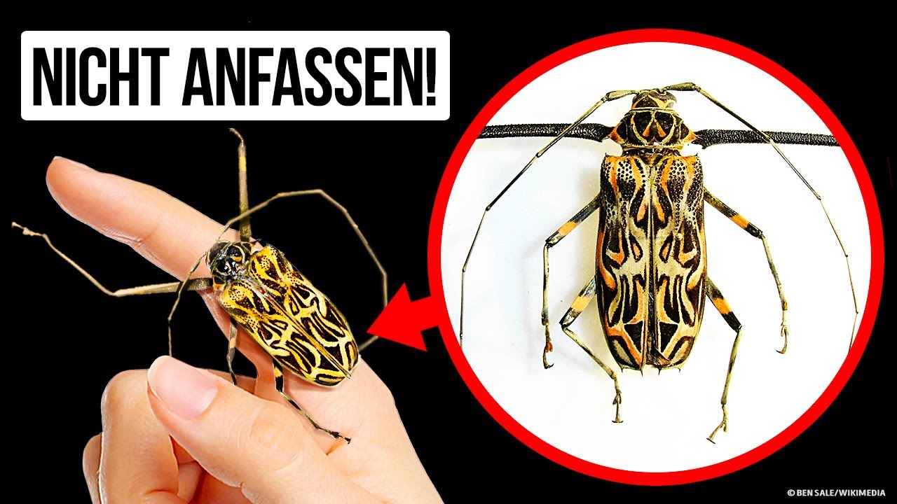 Das passiert, wenn du diese Insekten berührst