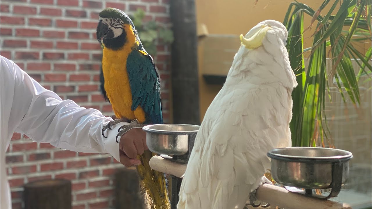 حديقة طيور الريان🦜🌿