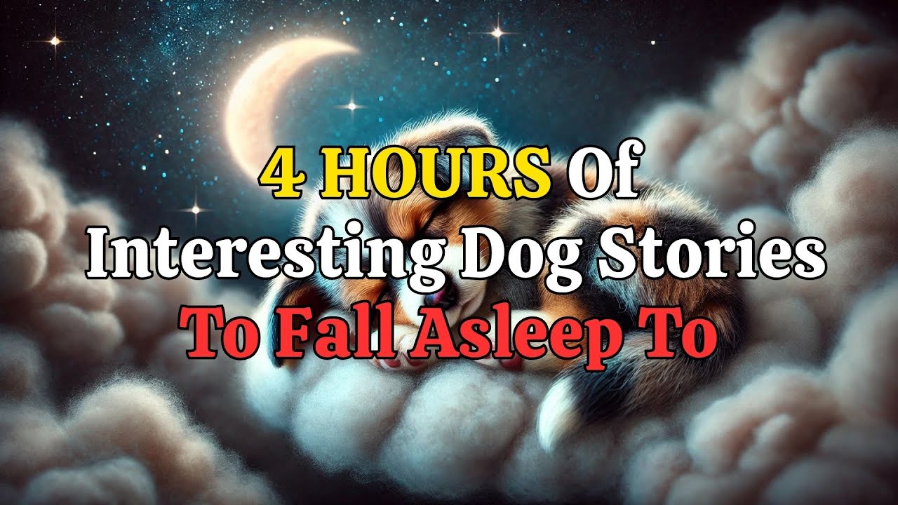 Inspiring Dog Stories for a Peaceful Night's Sleep 🐶💤