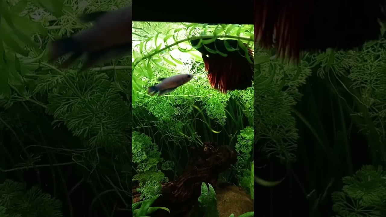 Katja der Kampffisch #aquarium #aquascape