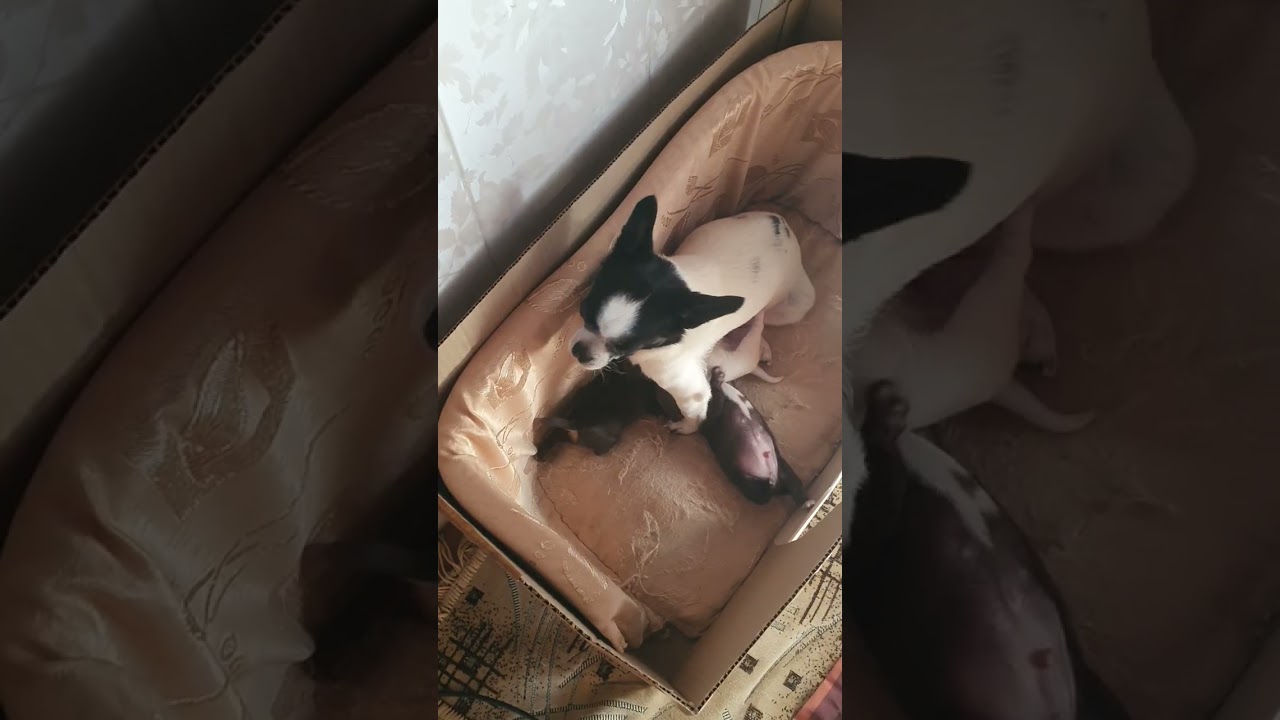 Чишкам малышкам 2 недельки.